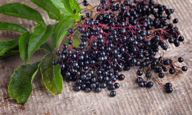 Homemade Elderberry Syrup