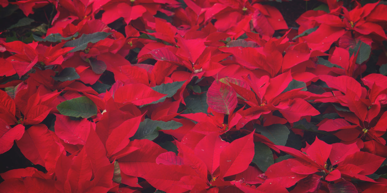 Poinsettia Day