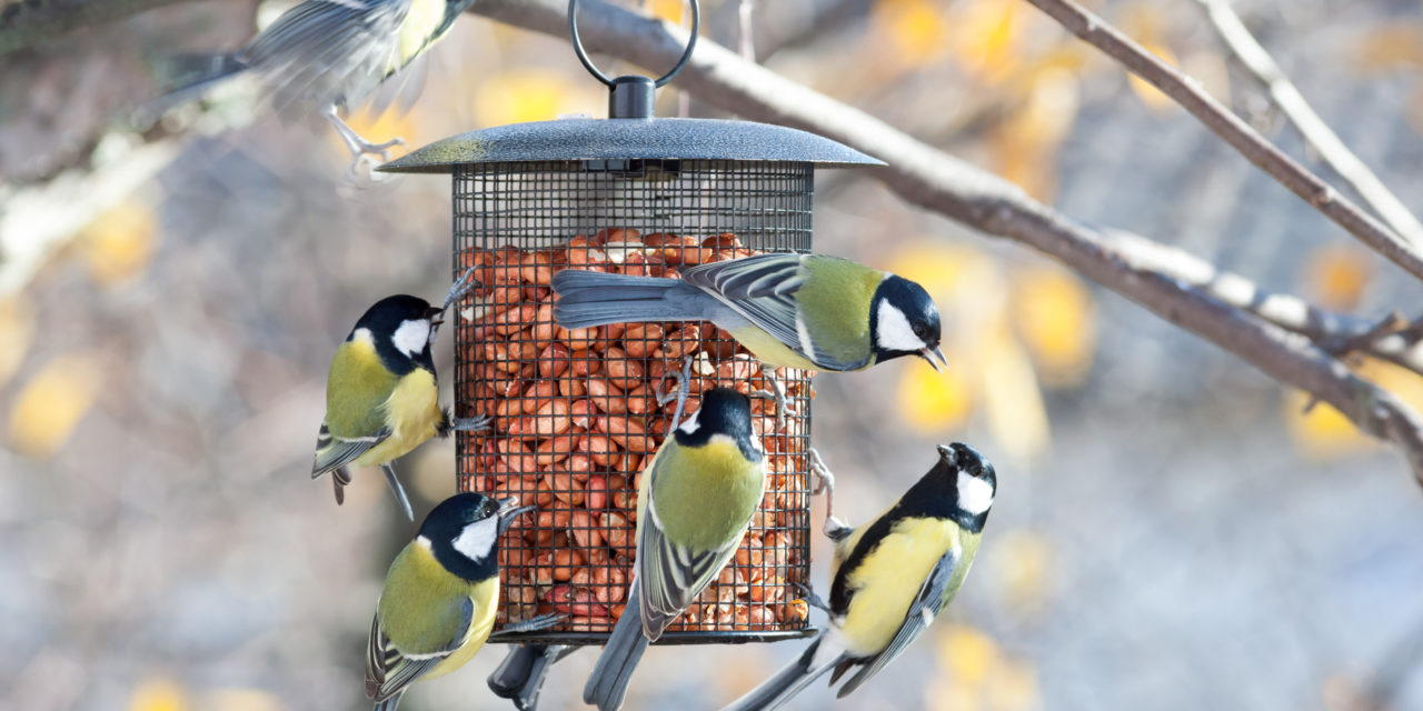 Bird Feeding Month