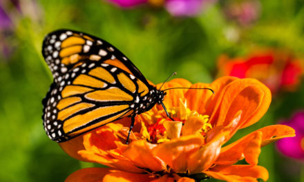 Learn about Butterflies Day