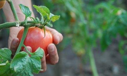Tomatoes: Sprawling or Staking?