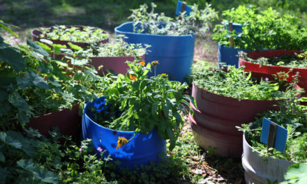 Container Gardening 102 – A Pot Full of Wonder -Nasturtiums!