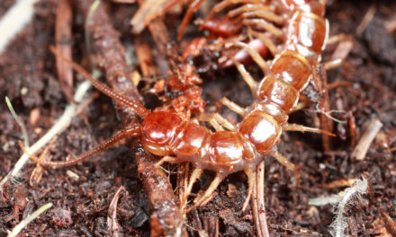 Beneficial Bugs: The Centipede