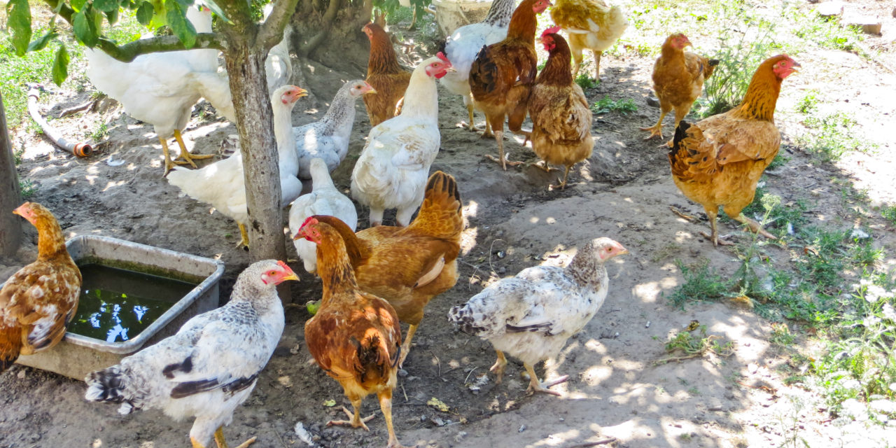 Summertime Hen Contentment