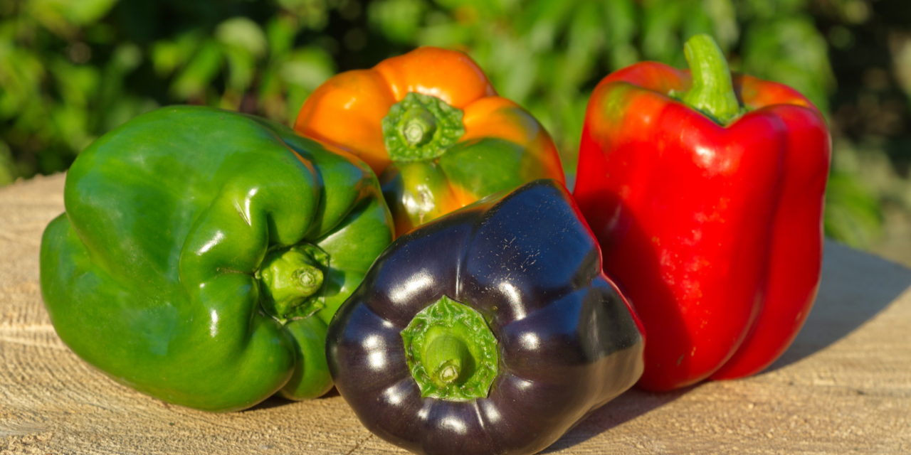 Time to Pick a Peck of Peppers!