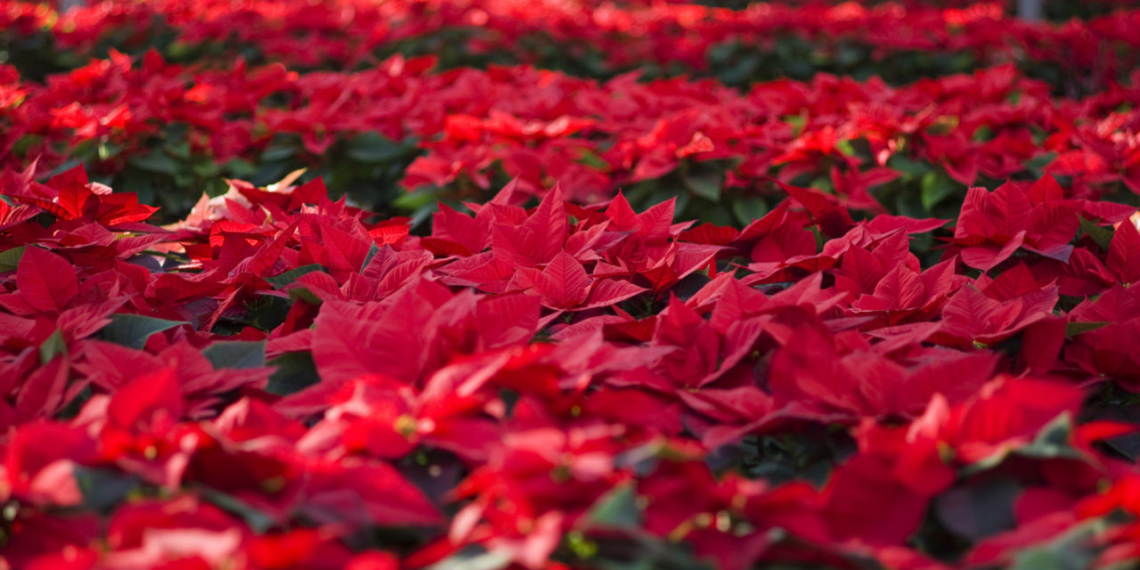 Poinsettia Day