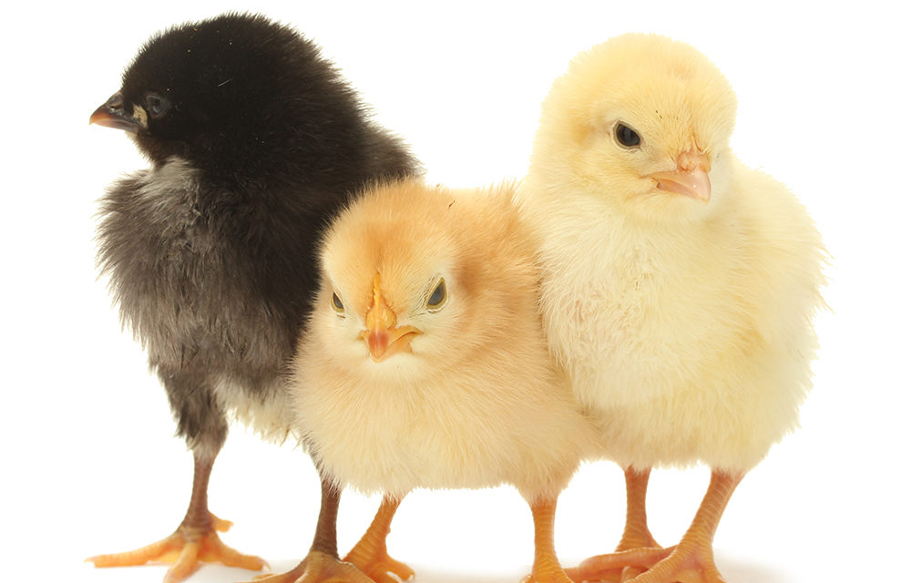 Raising Chicks at a Glance