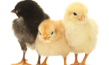 Raising Chicks at a Glance