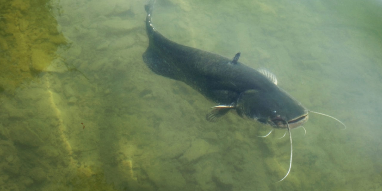 Feeding Your Fish