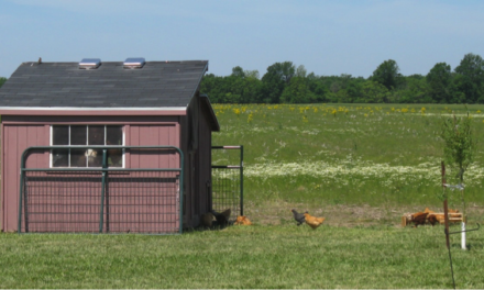 Common Homesteading Mistakes–Outbuildings