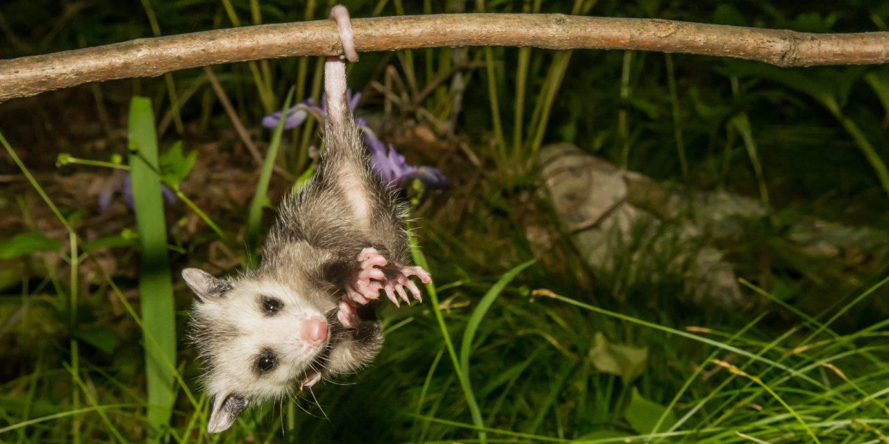 Opossums: A New Perspective!