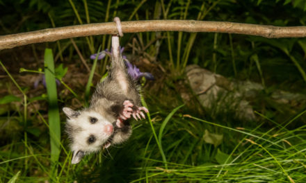 Opossums: A New Perspective!