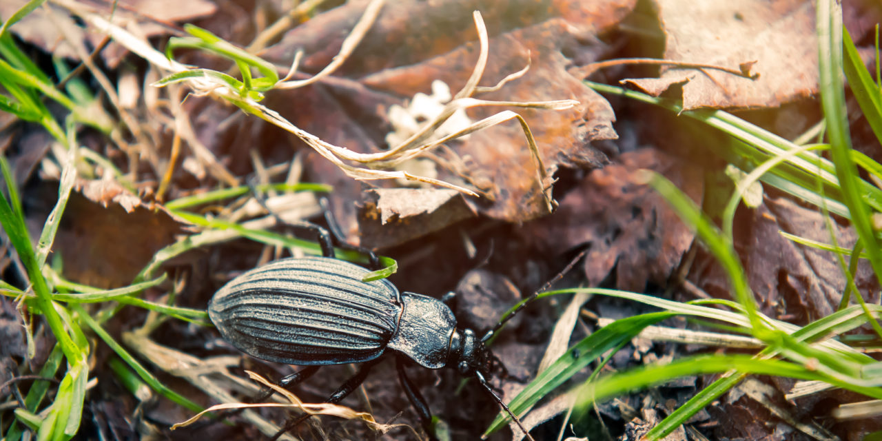 Beneficial Bugs: Common Black Ground Beetles