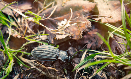 Beneficial Bugs: Common Black Ground Beetles