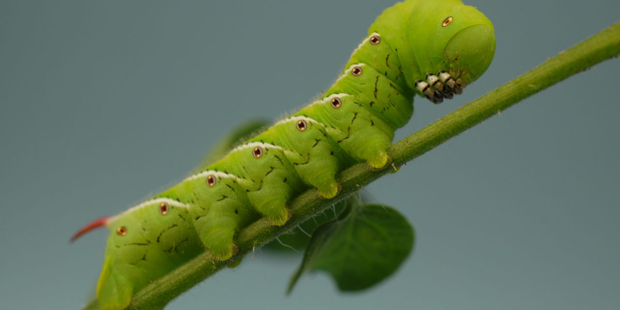 Green Horned Tomato Worm