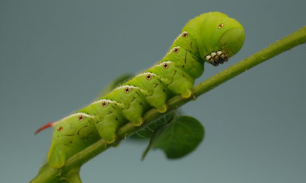 Green Horned Tomato Worm