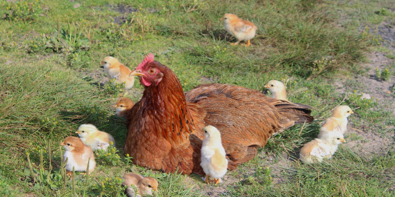 Broody But Excited About It