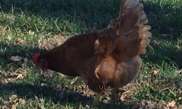 Prepping Peevish Poultry