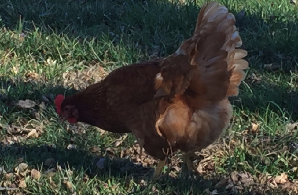 Prepping Peevish Poultry