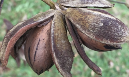 Picking Pecans