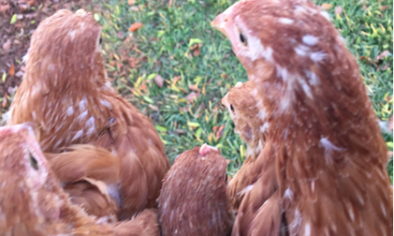 Brooding Chicks in Winter, Part 2