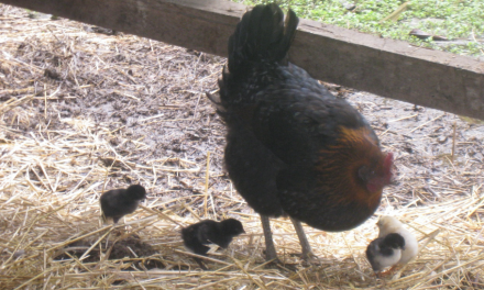 Best Chickens for Brown Eggs