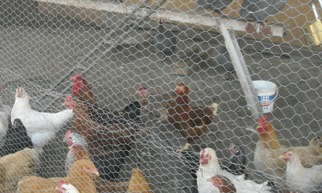 Australorps, Brahmas, Black and Red Sex-Link