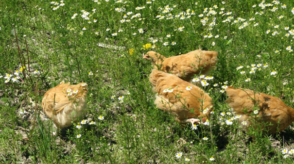 More Brown Egg Breeds