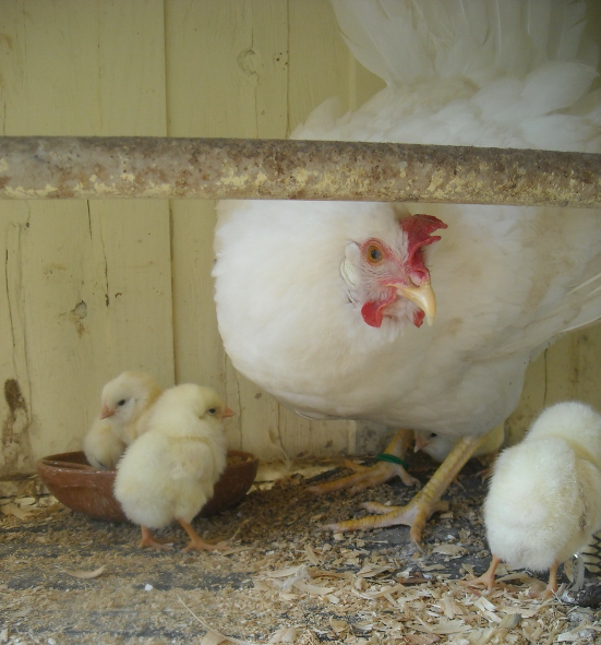 How to Set a Broody Hen