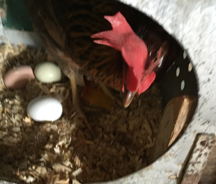 Broody Hens: What Not to Do!